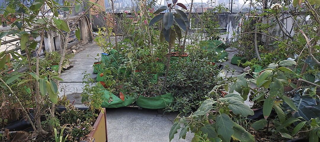 An urban rooftop farm in Kolkata